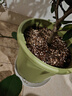 史丹利花盆家用树脂塑料盆栽加厚多肉月季阳台庭院加仑盆苹果绿高197mm 实拍图