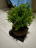 开时果 小叶赤楠盆景摆件 办公室桌面绿植花卉好养盆栽植物源头直发包邮 【推荐款】舍得紫砂盆+苔藓+底座 实拍图