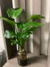 种花迷水培天堂鸟盆栽花卉植物室内客厅绿植面鹤望兰吸甲醛四季好养活 精品水培天堂鸟40-50厘米3棵【不含瓶】 实拍图