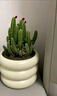 沭之美多肉植物绿植花卉盆栽 聚财山+金钱木+米色甜甜圈陶瓷盆 源头直发 实拍图