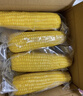 京鲜生东北糯玉米3黄3白3黑220g*9棒 真空包装新鲜甜糯玉米棒 源头直发 实拍图
