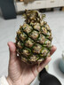 正宗海南金钻凤梨新鲜水果当季树上熟芒果凤梨【催熟食用】 1粒装单果500g-650g【7成熟，催熟再吃】 实拍图