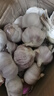 紫白皮蒜水果大蒜超市即食生鲜蔬菜大蒜 【优选】带箱 1斤 单果3.5-5cm 实拍图