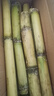 【精选中段】黄金甘蔗现砍黄皮甘蔗新乡当季水果脆甜榨汁-乐磊B 带箱5斤优选 实拍图