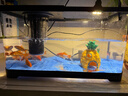 阔庭（KUOTING）鱼缸一体缸自循环免换水鱼缸家用小型桌面鱼缸生态鱼缸小鱼缸黑色 实拍图
