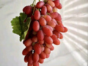 京鲜生 克伦生红提 葡萄 2斤装 生鲜水果 克瑞森 酸甜口感 实拍图