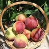 山东青州蜜桃脆甜桃子新鲜水果青毛桃水蜜桃秋桃冬桃-鲜集 青州蜜桃带箱5斤 实拍图