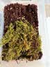 龟真寿 冬眠组合套装（中）无菌椰土蛭石珍珠岩三合一保湿保暖冬眠用品 实拍图