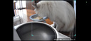 小佩宠物AI智能自动喂食器可视版 定时定量 猫狗宠物喂食 视频监控 实拍图