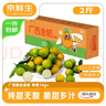 京鲜生 广西脆皮金桔 净重2斤 单果14g+ 金柑新鲜水果 源头直发包邮 实拍图