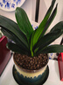 大盆君子兰盆栽名贵国宝级花卉苗绿植物圆头和尚室内客厅四季好养 大苗当年开花】12-14片叶子+带土 送肥料 实拍图