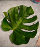 叹为观止大型植物发财树各种大颗盆栽开业乔迁客厅办公室内好养大型花卉 龟背竹【1-1.2米】 含盆 实拍图