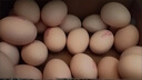 德青源A级鲜鸡蛋32枚2.74斤起无抗生素 谷物喂养  营养早餐家庭礼盒 实拍图