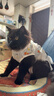 华元宠具（hoopet）猫咪绝育服宠物母猫小狗狗幼猫手术服透气断奶服公猫防舔术后衣服 实拍图