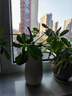 【八方来财】发财树鸭脚木盆栽四季常青桌面防辐射花卉盆景 八方来财【水培2颗】 送肥料 实拍图