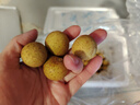 京鲜生泰国进口特级龙眼 巨无霸金标净重2斤 果径28mm+ 水果源头直发 实拍图
