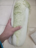 大白菜约2kg 实拍图