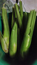 【现采现发】新鲜茭白时令蔬菜带壳茭白高笋应季美食农家自种包邮 现采带壳茭白2.6-3斤 净重 实拍图