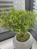 小叶赤楠盆景植物办公花卉基地直销批发绿植盆栽室内摆件花卉绿植 赤楠+冰裂纹盆+苔藓+底座 实拍图