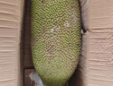 京鲜生 海南菠萝蜜整个 13-17斤 净重13斤生鲜水果 源头直发 实拍图