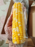 京鲜生甘肃水果玉米220g*8棒真空甜玉米棒低脂代餐免煮开袋即食源头直发 实拍图