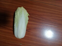 云南高原娃娃菜新鲜蔬菜生鲜乾隆白菜早餐火锅必备产地直发 浅黄色 新鲜娃娃菜3颗装*2包 实拍图