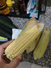新鲜甜玉米水果玉米甜脆金银玉米棒可生吃爆浆蔬菜营养早餐代餐 新鲜黄金水果玉米5斤 实拍图