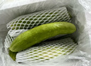 京鲜生 海阳白玉黄瓜 净重3斤 生吃水果黄瓜 新鲜现摘减脂餐 源头直发 实拍图