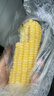 京鲜生东北白糯玉米250g*10棒 新鲜甜糯玉米棒真空包装粘玉米 源头直发 实拍图