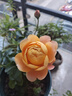 果汁阳台月季花苗四季开花卉盆栽绿植物室内花易活玫瑰带花苞庭院 果汁阳台【大花浓香，月月开分枝多】 【带花苞】【盆口径15cm】原盆冠25高35 实拍图