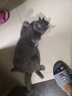 畅享猫粮幼猫成猫天然英短蓝猫加菲全价全猫龄通用 无谷高肉全期猫粮1.5KG 实拍图