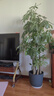 植男植女步步高造型发财树大棵盆栽客厅室内大型绿色植物办公室源头直发 实拍图