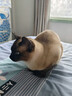皇家暹罗成猫 SM38 通用粮 12月以上 2KG 实拍图