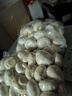 壹萌果蔬口蘑新鲜【顺丰冷链】双孢菇鲜菌菇白蘑菇菌菇口菇 【精选AA+级】1000g 实拍图