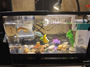 阔庭鱼缸懒人鱼缸家用客厅办公室金鱼缸过滤鱼缸黑色款 实拍图