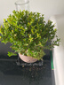 开时果 小叶赤楠盆景摆件 办公室桌面绿植花卉好养盆栽植物源头直发包邮 【推荐款】舍得紫砂盆+苔藓+底座 实拍图