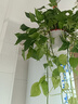 双盟绿萝盆栽除甲醛花卉绿植办公室新房净化空气160白1盆源头直发 实拍图