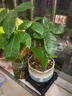 【带盆高度约15-25cm】发财树盆栽室内植物客厅办公室吸甲醛好养 单杆发财树+塑料四方舍得盆+小方底座 花盆直径约8cm 实拍图