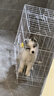 贝初众狗笼小中大型犬狗笼子猫笼带厕所加粗折叠宠物笼子柯基笼幼犬狗笼 白色加粗狗笼62*43*53【15斤内】 白色带厕所托盘 清洁方便 无毛边无倒刺不卡脚 实拍图