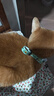 欢宠网猫咪驱虫项圈狗狗猫宠物狗猫圈除跳蚤猫猫幼猫小猫小狗体外去跳蚤 实拍图
