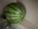 京鲜生 无籽麒麟大西瓜 1粒装 7-9斤 生鲜水果 实拍图
