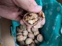 楼兰蜜语高品质阿克苏25年新薄皮核桃5斤/箱原味节日送礼盒特产坚果零食 实拍图