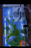 森森 小鲤鱼缸过滤器净水循环三合一内置水族箱过滤系统XQP-500F 6W 实拍图