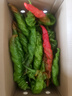 新鲜螺丝椒辣椒即食皮薄微辣特辣尖椒陇椒带箱 4斤实惠装4斤 实拍图