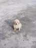 舒腾金毛幼犬纯种宠物狗狗金毛活体大型犬寻回犬宠物狗金毛幼崽活体狗 宠物级 精品金毛 公 实拍图