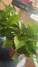 双盟绿萝盆栽除甲醛花卉绿植办公室新房净化空气 120款10盆源头直发 实拍图