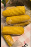 十月稻田 黄糯玉米 3.52斤(220g*8根) 25年新玉米 低脂粗粮 早餐 联名款 实拍图