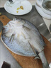 仙泉湖三去白蕉海鲈鱼1斤/条净膛冷冻刺少肉厚珠海特产500g生鲜食材 实拍图