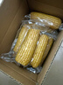 京鲜生 东北黄玉米净重3.6斤 8根*220g+ 真空包装加热即食 源头直发 实拍图