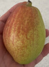 京鲜生 新疆特级库尔勒香梨 净重5斤单果120g以上 生鲜水果 实拍图